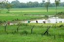 Bangladesh’s farm credit grows by 16% in H1 of FY 14
