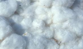 China still dominates world cotton market