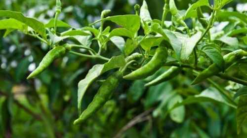 Green chili price shoots up during Eid holidays