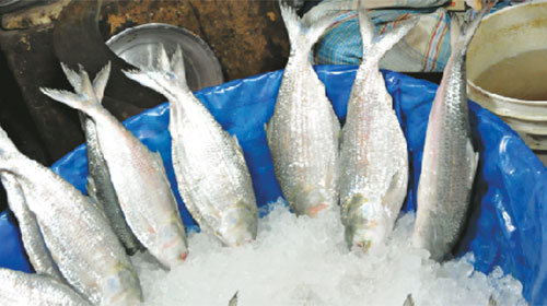 Ban on Hilsa catch starts in Bangladesh