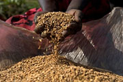 FAO hails ‘historic’ new commitment to end hunger in Africa by 2025