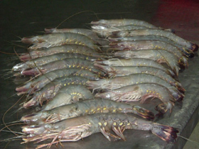 Bangladesh takes initiatives to remove restriction on shrimp export to Russia