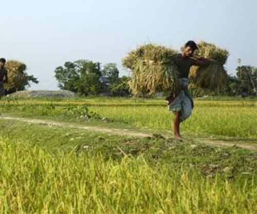 Bangladesh’s farm credits disbursement up 23% in Q1