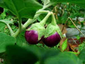 Bangladesh leading in commercial production of Bt brinjal