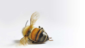 Bees eat less food due