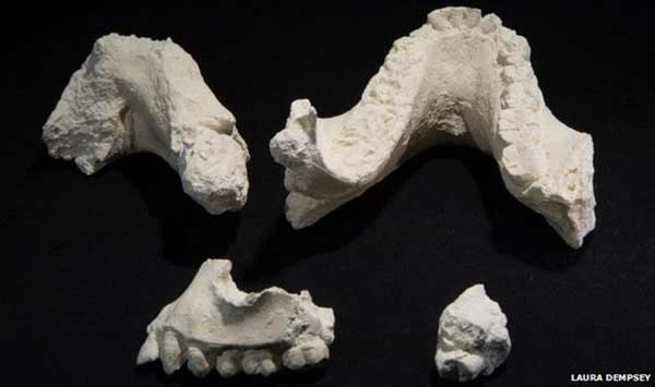 ‘New species’ of ancient human found