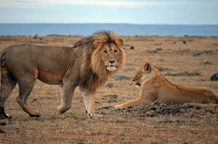 India’s lion population sees 27% increase