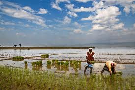 Bangladesh’s farm credit disbursement grows by 7.65% in Q1