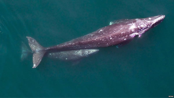 Drones take whale survey to the sky