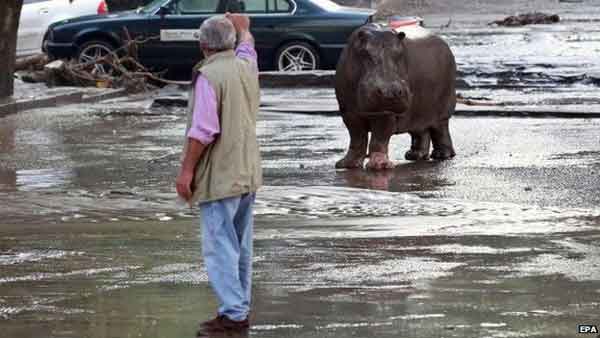 Alert as zoo animals escape in flood