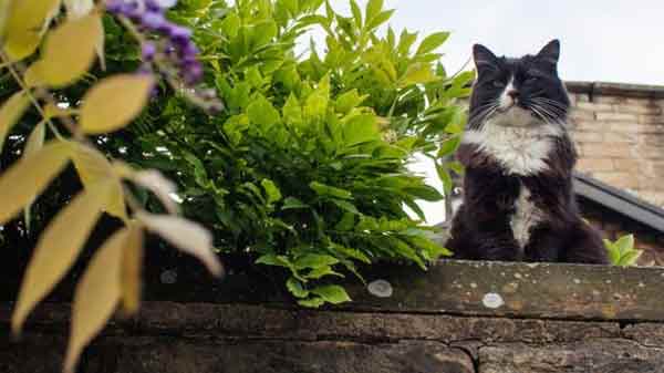 Cats ‘control mice’ with chemicals