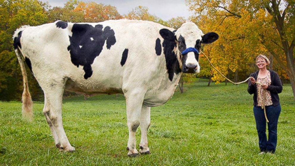 Guinness names Blosom the World’s tallest cow