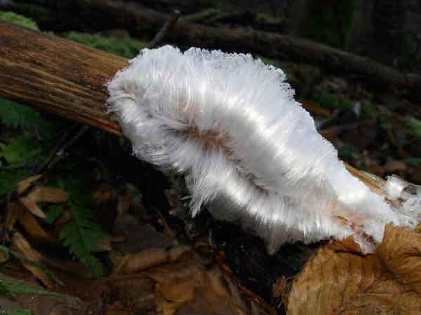 Mistery solved: White hair ice is produced by a fungus