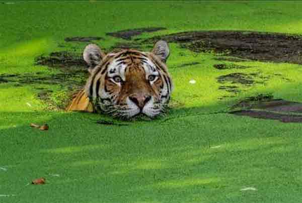 Bangladesh finds only 100 Bengal tigers in Sunderbans