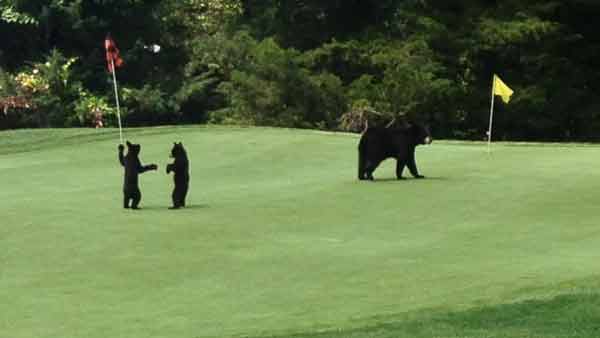 Bear family frolicked on Golf course