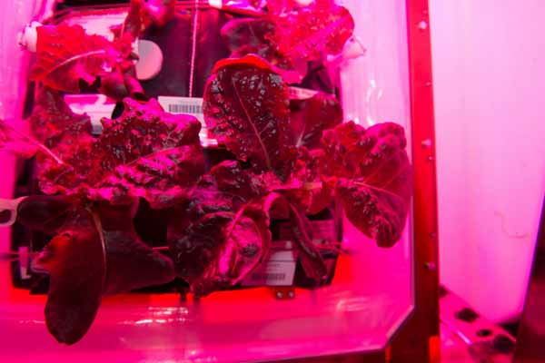 Astronauts will eat food grown in space for first time ever