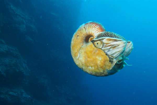 Rare slimy Nautilus for first time in 30 years
