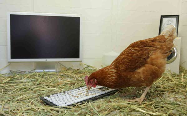Chicken set to become ‘First Chicken to Send a Tweet’