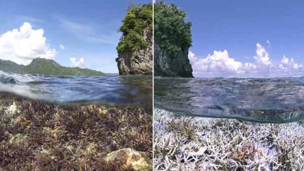 World’s corals threatened by bleaching