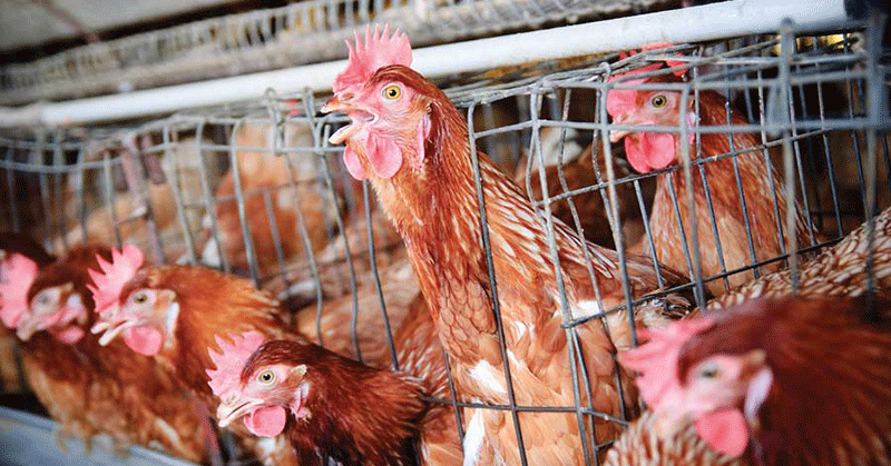 Chicken meat contains cancer-causing arsenic: FDA