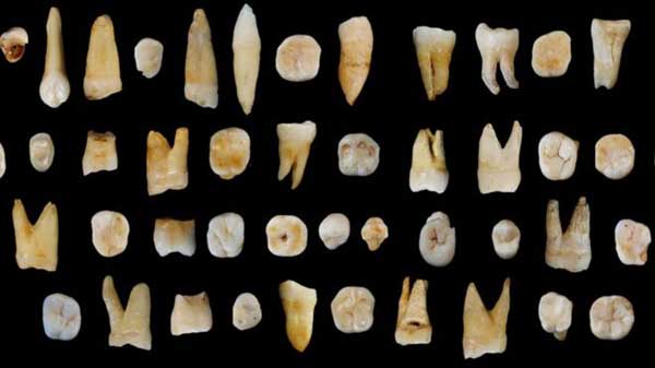 Fossil teeth place humans in Asia ‘20,000 years early’