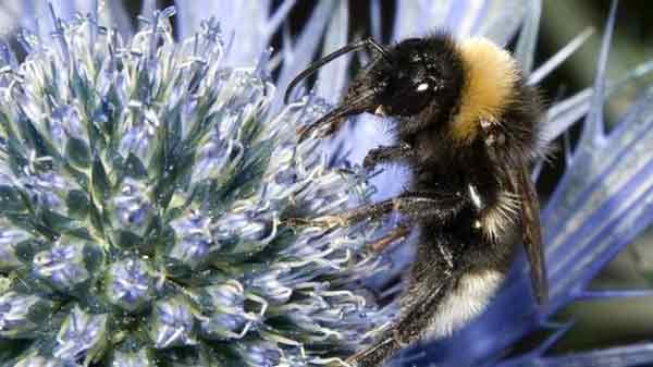 Bees and pesticides ‘missing link’ found