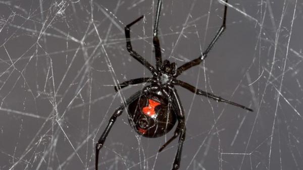 Black widow spider web gives up DNA secrets