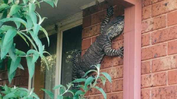 A monster lizard spotted in man’s backyard!
