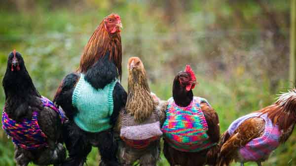 Woman knits tiny wool jumpers to keep her chickens warm