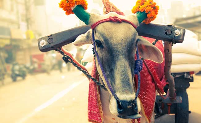 Cow is Yahoo’s Personality of the Year