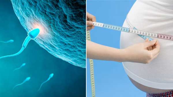Man’s weight affects sperm cells