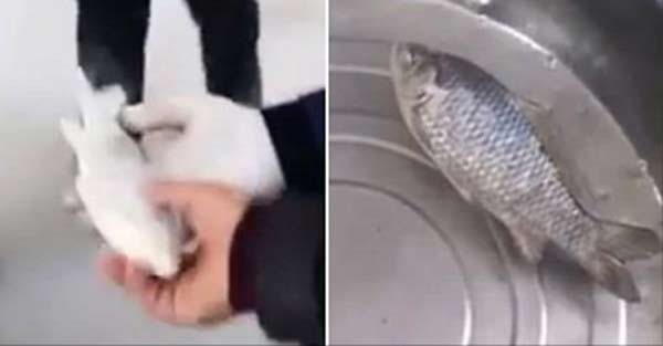 Frozen fish comes back to life after being pulled from a refrigerator