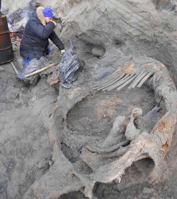 Mammoth kill linked to earliest Arctic settlers