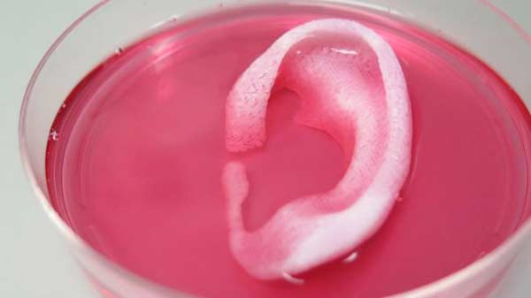 Scientists print living body parts