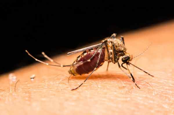 Thermal scanner set at Bangladesh airport to detect Zika virus