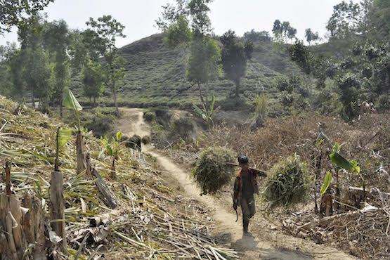 Eviction threats and arrests haunt Bangladesh tea workers