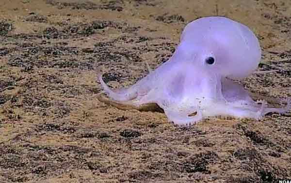 Ghost-like ‘Casper’ octopod discovered