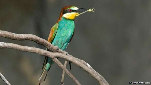 Climate predicts bird populations