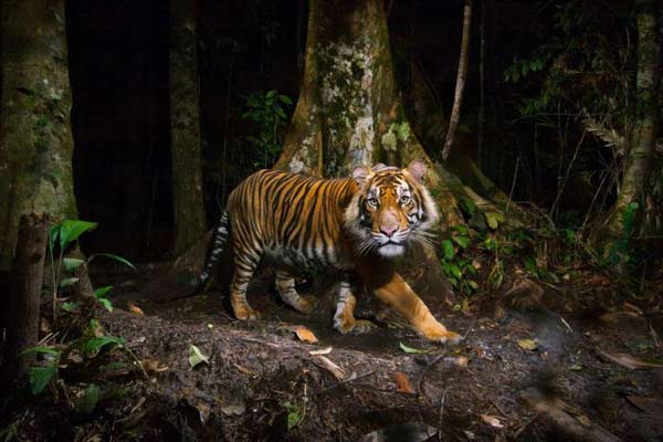 World tiger population increases for first time in 100 years