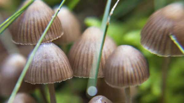 Magic mushrooms ‘promising’ in depression