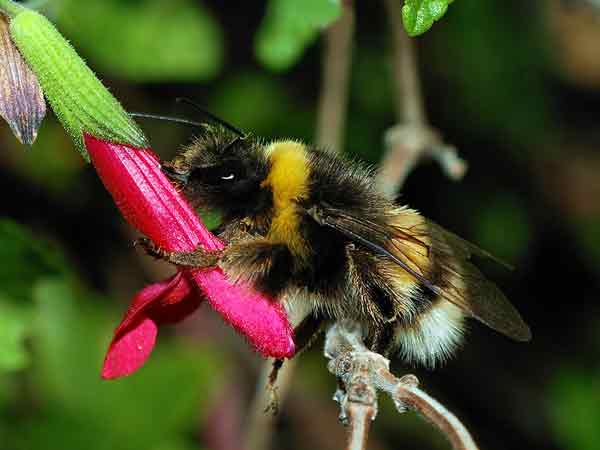 Bumblebee numbers hit by ‘unsettled decade’