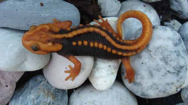 163 new species, including ‘Klingon Newt’, discovered