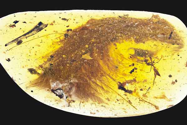 Scientists find a feathery dinosaur tail trapped in amber