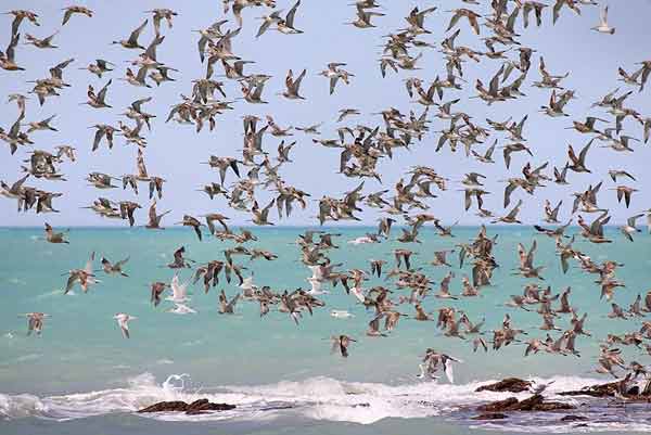 Climate change driving birds to migrate early, research reveals