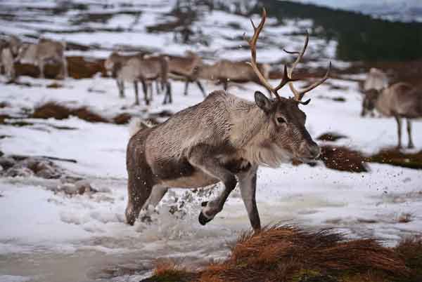 Reindeer are shrinking because of climate change