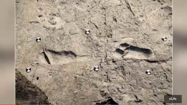 3.66 million-year-old footprints tell us about our ancestors