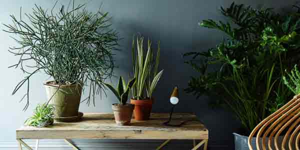 Houseplants that are natural air purifiers