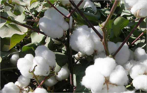 Global cotton stocks project to fall 10% in 2018/19