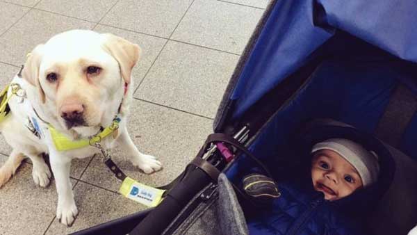 The guide dog that spies on people who ignore its owner