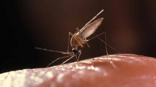 Malaria drugs fail for first time on patients in UK